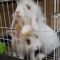 ۲ عدد خرگوش لوپ و خرگوش چشم آبی