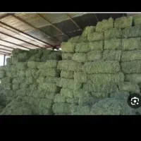 فروش ۳۰۰کیلو جو محلی ویک تن یونجه پرس خشک