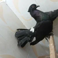 کفتر