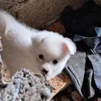 سگ اشپیتز ۲ ماه و ۱۰روز|سگ|رودسر, |دیوار