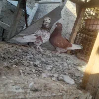 کبوتر پرشی|پرنده|گرگان, |دیوار