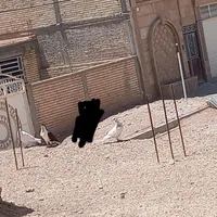 کبوتر|پرنده|آباده, |دیوار