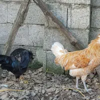 دو عدد خروس لهستانی|حیوانات مزرعه|رشت, احمد گوراب|دیوار