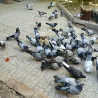 کفتر پر