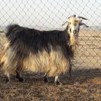 بز چاق