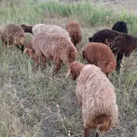 نر بره یکساله