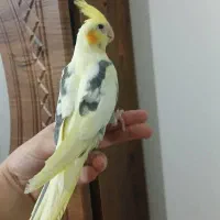 دنیای عروس هلندی سخنگو ۳۰ سال ضمانت رام دستی