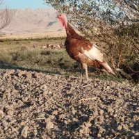 بوقلمون اطراف روانسر