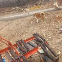 سگ گله ای بسیار زرنگ زنجیری قرمز