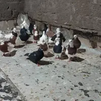 دیوار|پرنده|بم, |دیوار