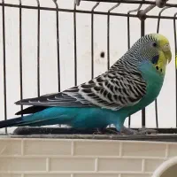 مرغ عشق ماده