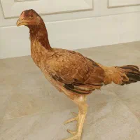6 تا جوجه لاری|حیوانات مزرعه|گمیشان, |دیوار