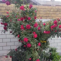 فروش گل محمدی خوش بو