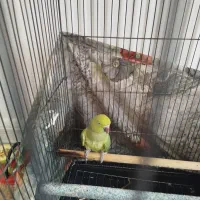 ملنگو معاوضه با گرینچیک نر ماده