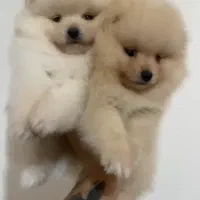 واگذاری نژاد های مختلف سگ