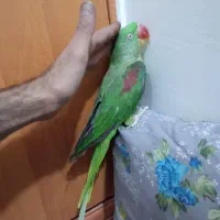 شاه طوطی|پرنده|بیرجند, |دیوار