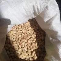 پسته دهن باز خندان|خوردنی و آشامیدنی|درمیان, |دیوار