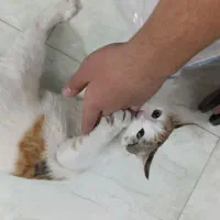 گربه|گربه|تهران, شهران شمالی|دیوار