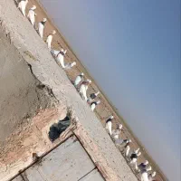 ۲۷عدد طوقی پرشی|پرنده|سبزوار, امیر کبیر|دیوار