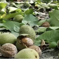 گردو تکانی