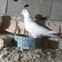 تکبر به شرط میدم