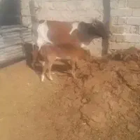 گاو و گوساله