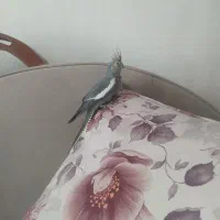 عروس هلندی