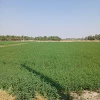 اجاره زمین کشاورزی|اجارهٔ دفتر صنعتی، کشاورزی، تجاری|جازموریان, |دیوار