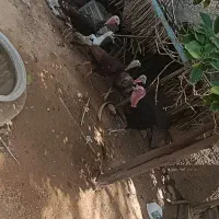 فروش بوقلمون