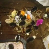 حراج جوجه 1روزه