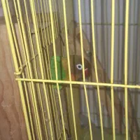 پرنده طوطی عروس برزیلی