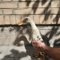 اردک|حیوانات مزرعه|مشهد, شهرک رازی (شهرک غرب)|دیوار
