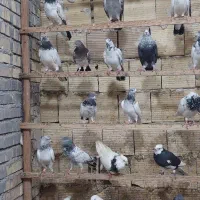 کبوتر شیخی پاکستانی ۵۰عدد