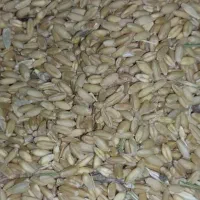 گندم دیم درجه۱ بذر آذردو ۱تن فروشی،کیلویی۴۵۰۰۰