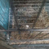 فنچ نیمه دستی مولد|پرنده|تهران, دکتر هوشیار|دیوار