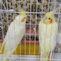 طوطی عروس هلندی .|پرنده|سنندج, |دیوار