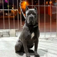 سگ کن کورسو