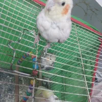 سه عدد عروس هلندی دوتا نر یک ماده