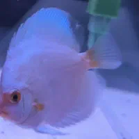 دیسکس ۴ اینچ به بالاس