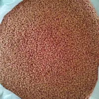 انواع ارقام بذر اصلاح شده گندم و جو دیم و آبی|عمده‌فروشی|کبودرآهنگ, |دیوار