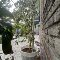 گل های خانگی