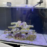 آکواریوم آب شور