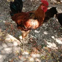 مرغ و خروس