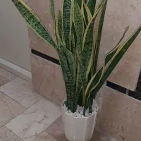 گل تزئینی سانسوریا