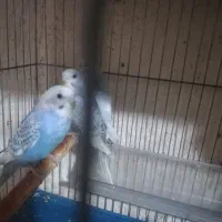 فروش‌ مرغ  عشق اسپانگل کوتوله برزیلی|پرنده|فسا, |دیوار