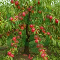 جشنواره فروش نهــال با تخفیف ویژه و نـهال هدیه|خدمات باغبانی و درختکاری|بابل, |دیوار