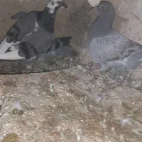 پلاکی اصیل|پرنده|دوتپه, |دیوار