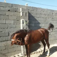اسب نریان ۷ساله|اسب و تجهیزات اسبسواری|مشهد, همت آباد|دیوار