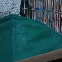 مرغ مینا
