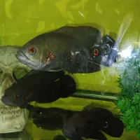 اکواریوم ماهی اسکار  و لوازم|ماهی|چهاردانگه (تهران), |دیوار